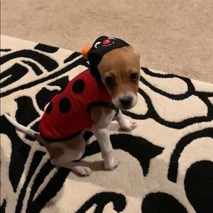 Ladybug dog costume - Small
